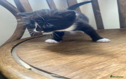 Domestic Shorthair cats for sale: Domestic kittens  - Image 8