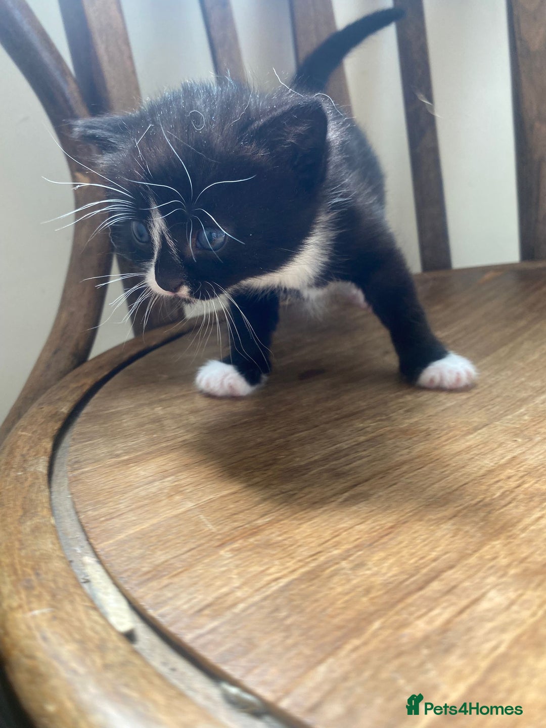 Domestic Shorthair cats for sale: Domestic kittens  - Image 8