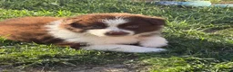 Mixed Breed dogs for sale: Beautiful Samoyed / Australian Shepard Cross  - Advert 11