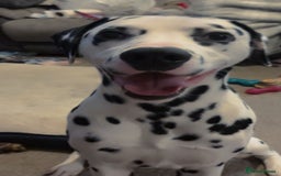Dalmatian dogs for sale: Heartbreaking Sale – 2-Year-Old Male Dalmatian - Image 8