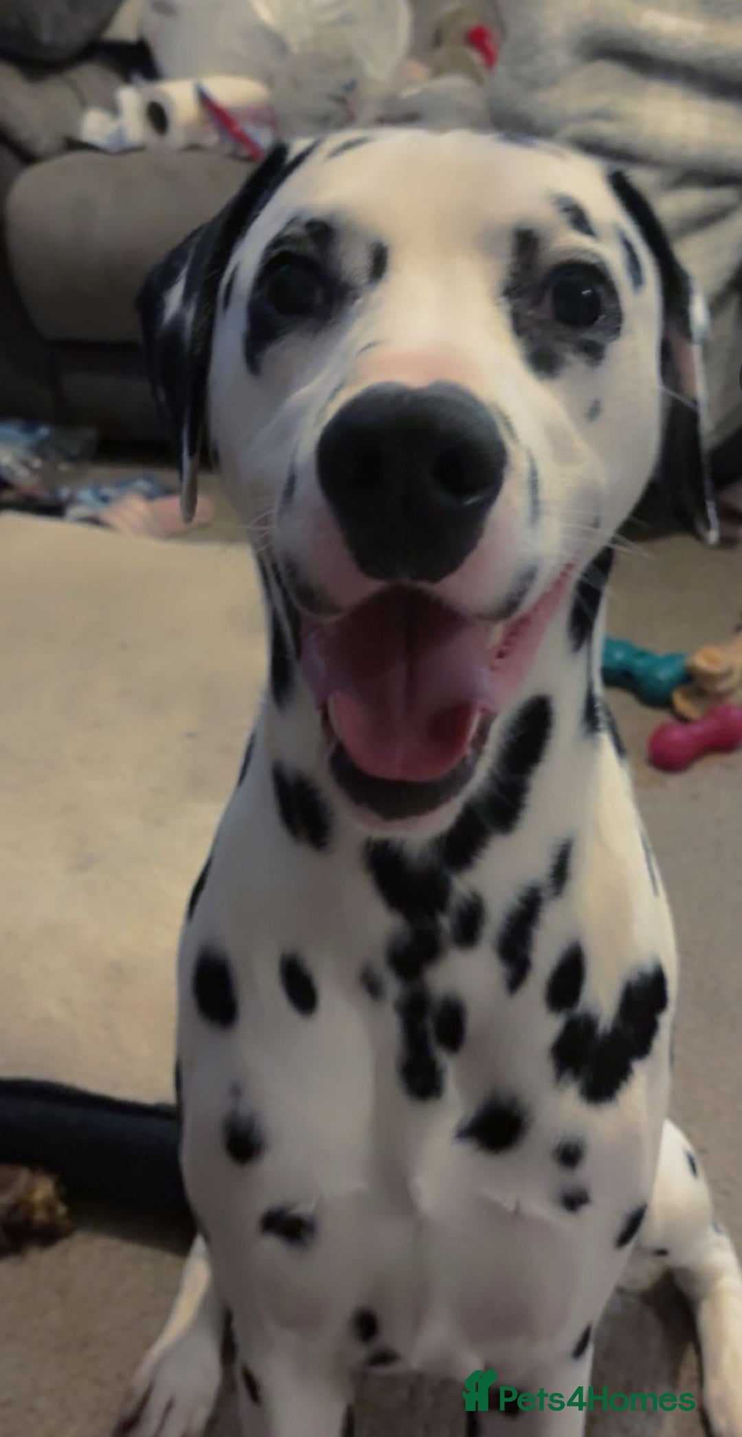 Dalmatian dogs for sale: Heartbreaking Sale – 2-Year-Old Male Dalmatian - Image 8