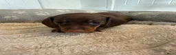 Miniature Dachshund dogs for sale: Minature Dachshund Puppies  in Norwich - Advert 7