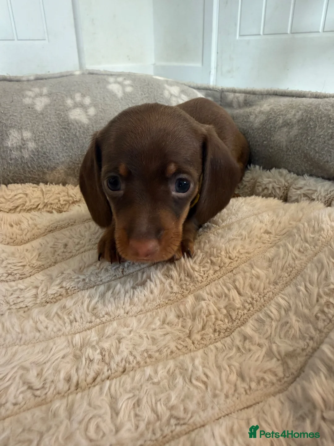 Miniature Dachshund dogs for sale: Minature Dachshund Puppies  in Norwich - Advert 7