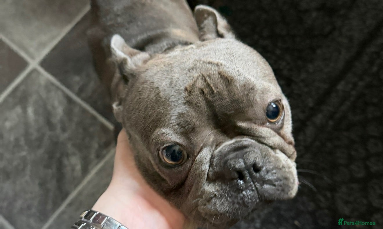 French Bulldog dogs for sale: French bulldog puppies  - Advert 1