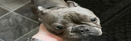 French Bulldog dogs for sale: French bulldog puppies  - Advert 1