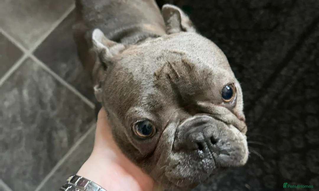 French Bulldog dogs for sale: French bulldog puppies  - Advert 1