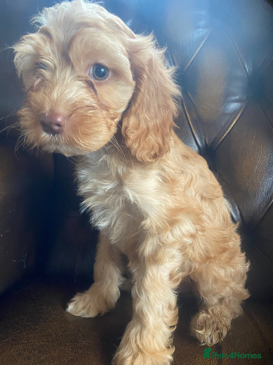 Cockapoo dogs for sale: Cockapoos  - Image 30