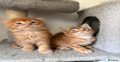 Mixed Breed cats Beautiful Gingers - Advert 6