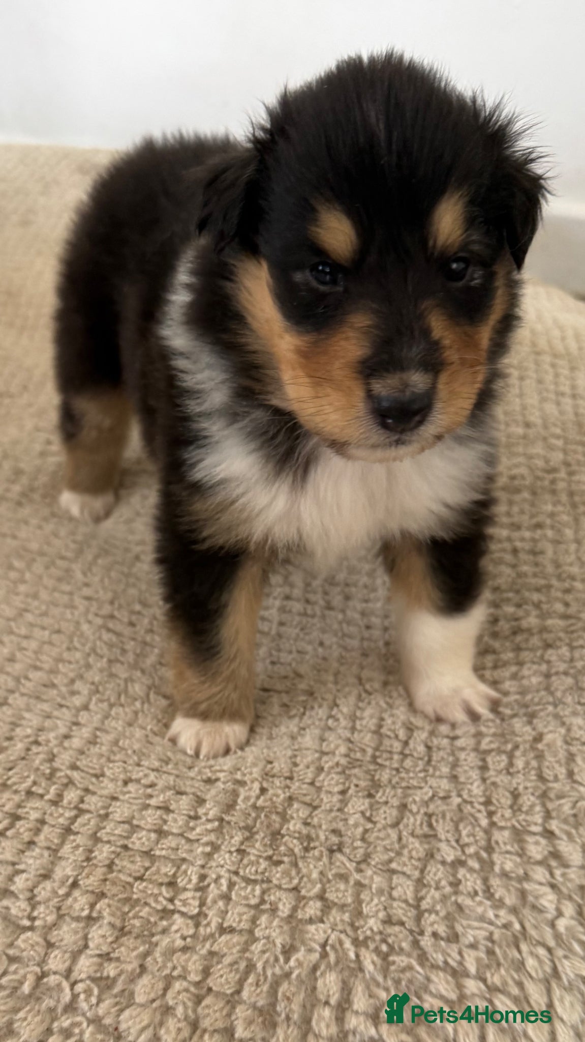 Rough Collie dogs Sable & Tri Colour Rough Collie Males Available  - Advert 4