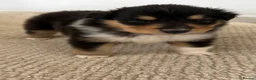 Rough Collie dogs for sale: Non Affected - Sable & White Male Rough Collie  - Advert 2