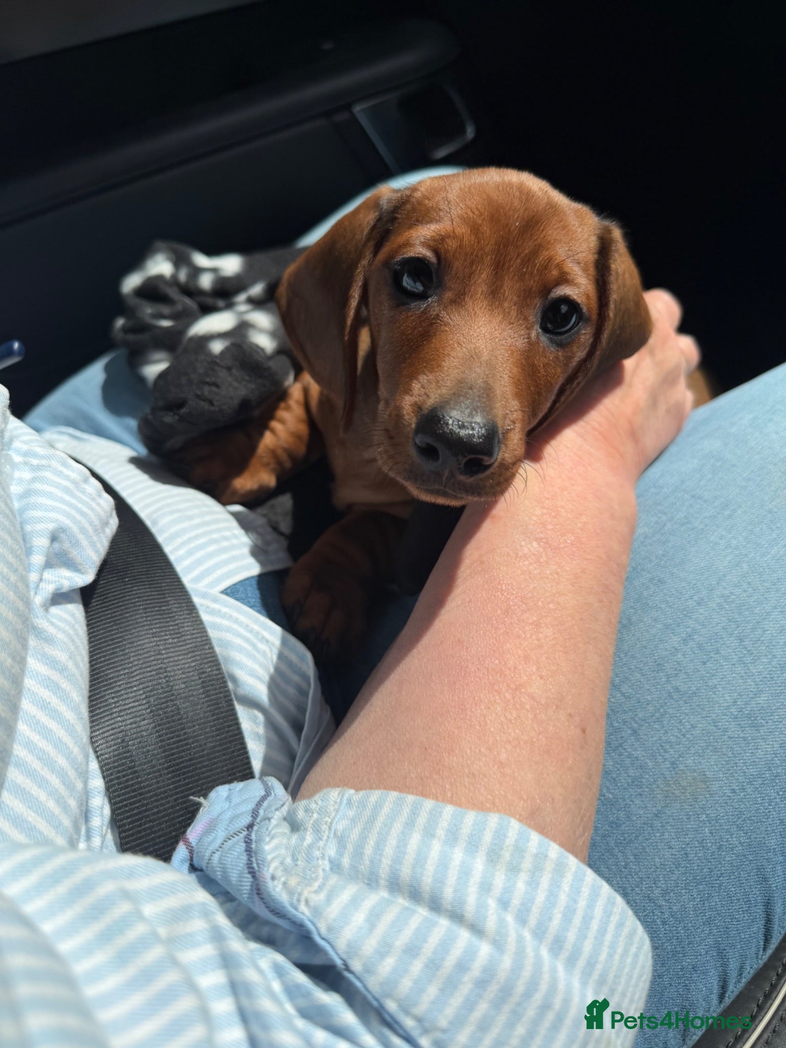 Dachshund dogs 🐾 Mini Boy ready JUNE- home more important 🐾 - Advert 3