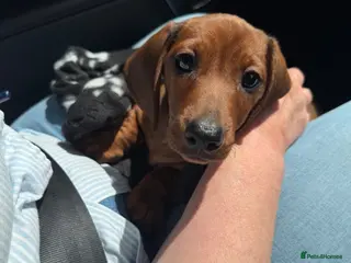 Dachshund dogs 🐾 Mini Boy ready JUNE- home more important 🐾 - Advert 3