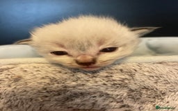 Ragdoll cats for sale: Stunning Ragdoll kittens blue lnyx ready soon  - Image 20