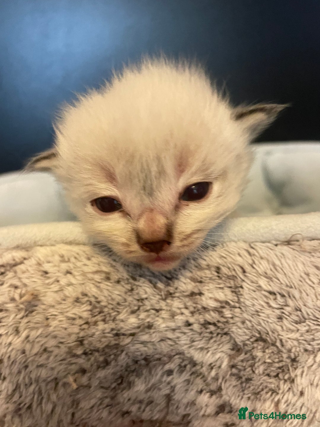 Ragdoll cats for sale: Stunning Ragdoll kittens blue lnyx ready soon  - Image 20