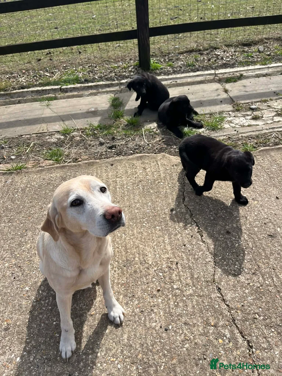 Sheprador dogs for sale: Gorgeous shepador puppies  - Advert 2