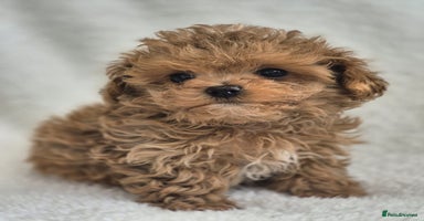 Maltipoo dogs - Advert 4