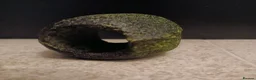 Platies fish for sale: Tank kit and fish in Bridgwater - Advert 7