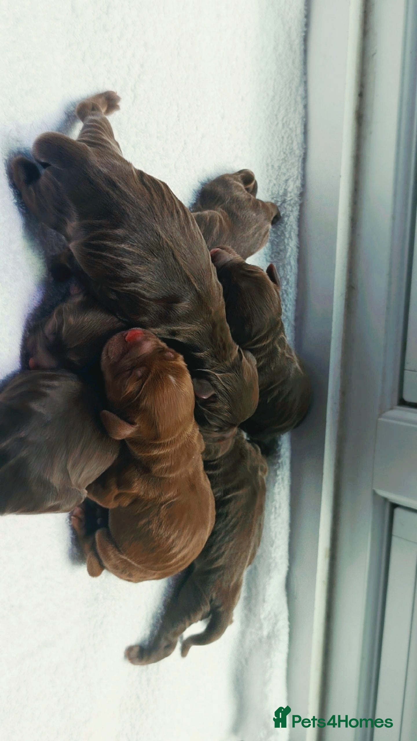Cocker Spaniel dogs  Working Chocolate spaniels babies - Advert 1