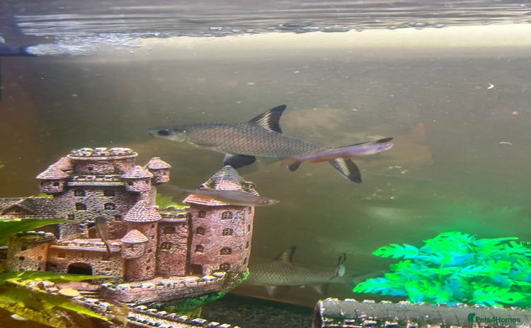 Sharks fish - Advert 1