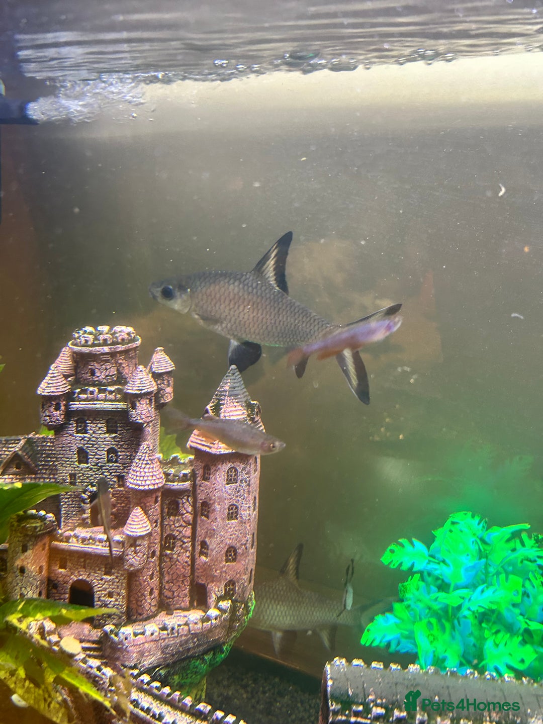 Sharks fish for sale: 3 x Large Bala sharks - Image 1