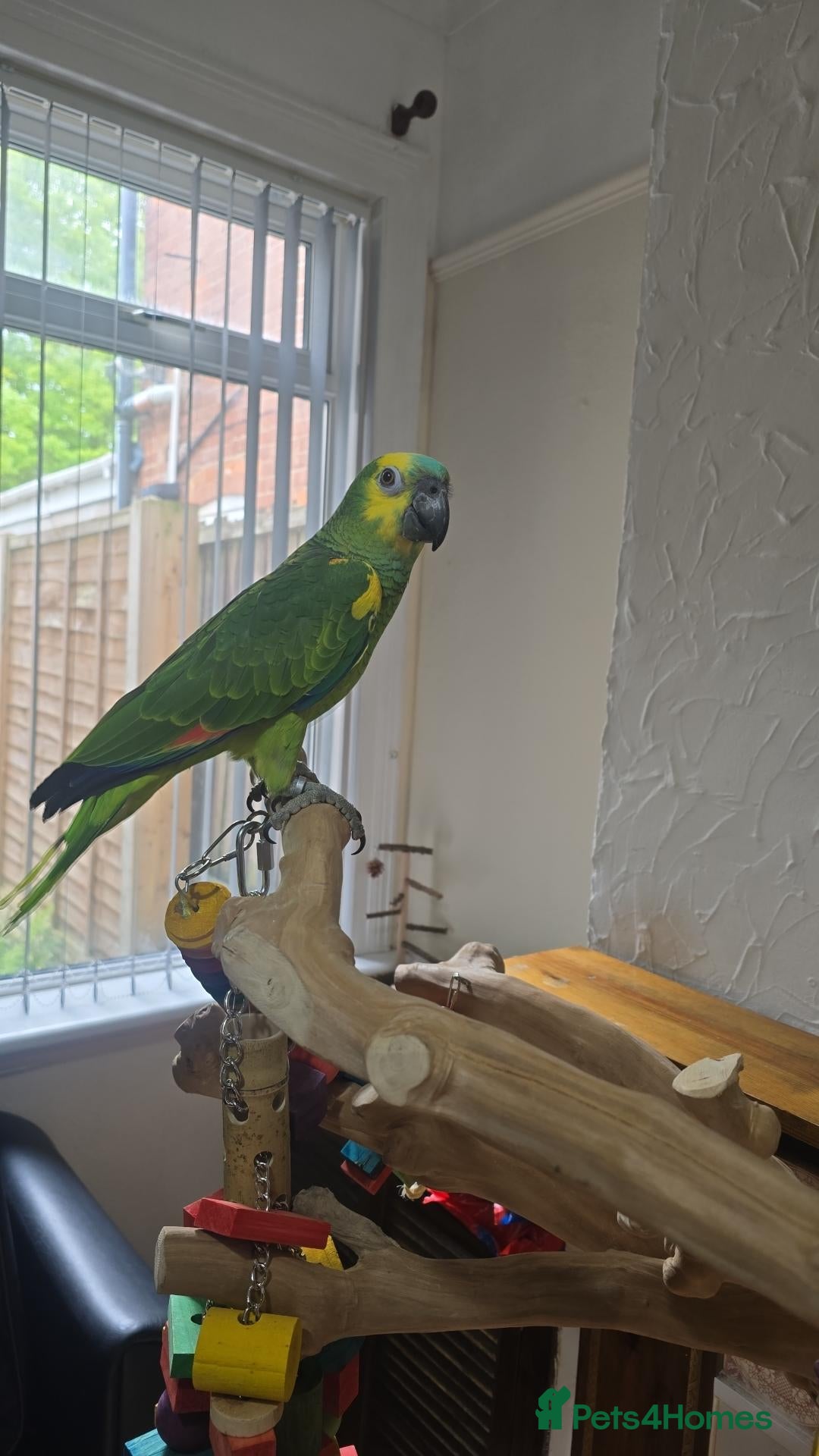 Parrots birds Stunning blue fronted amazon  - Advert 1