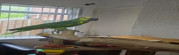 Parrots birds for sale: Stunning blue fronted amazon  in Birmingham - Advert 1