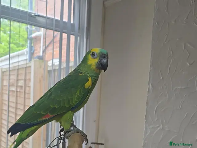 Parrots birds Stunning blue fronted amazon - Advert 6