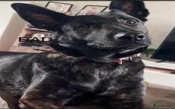 Mixed Breed dogs for sale: Dutch/German shepherd  - Image 7