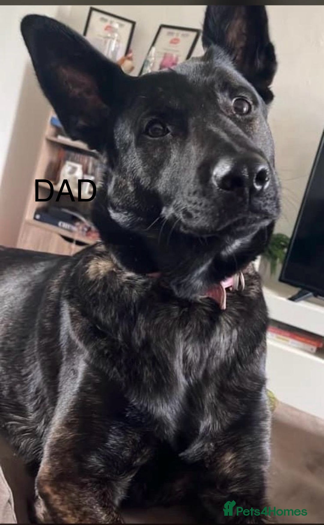 Mixed Breed dogs for sale: Dutch/German shepherd  - Image 7