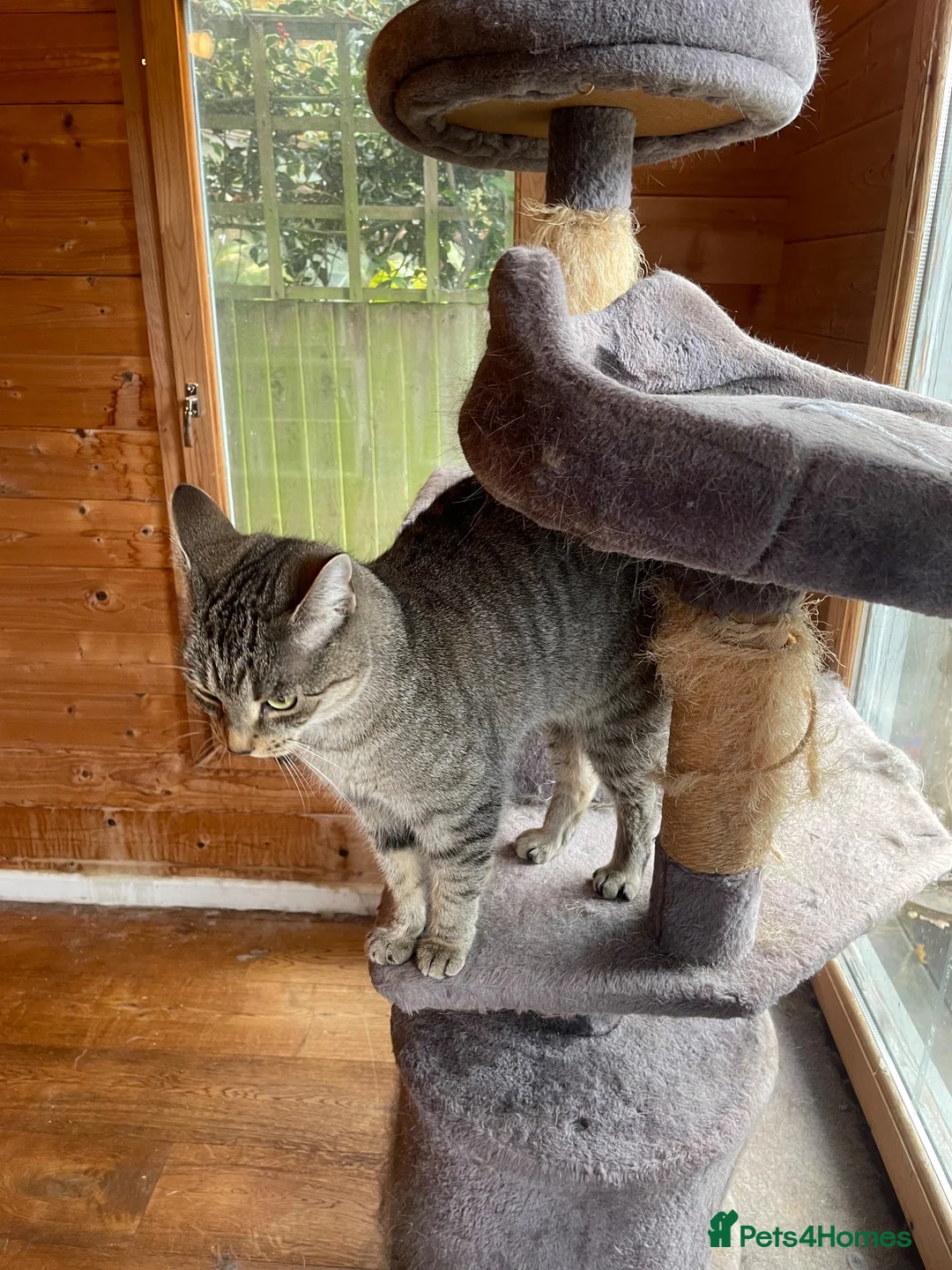 Mixed Breed cats for sale: Female Cat For Sale in New Malden - Advert 2