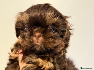 Shih Tzu dogs Beautiful litter of imperial Shihtzu for sale - Advert 10