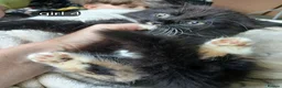 Mixed Breed cats for sale: Long haired kittens  in Swanscombe - Advert 20