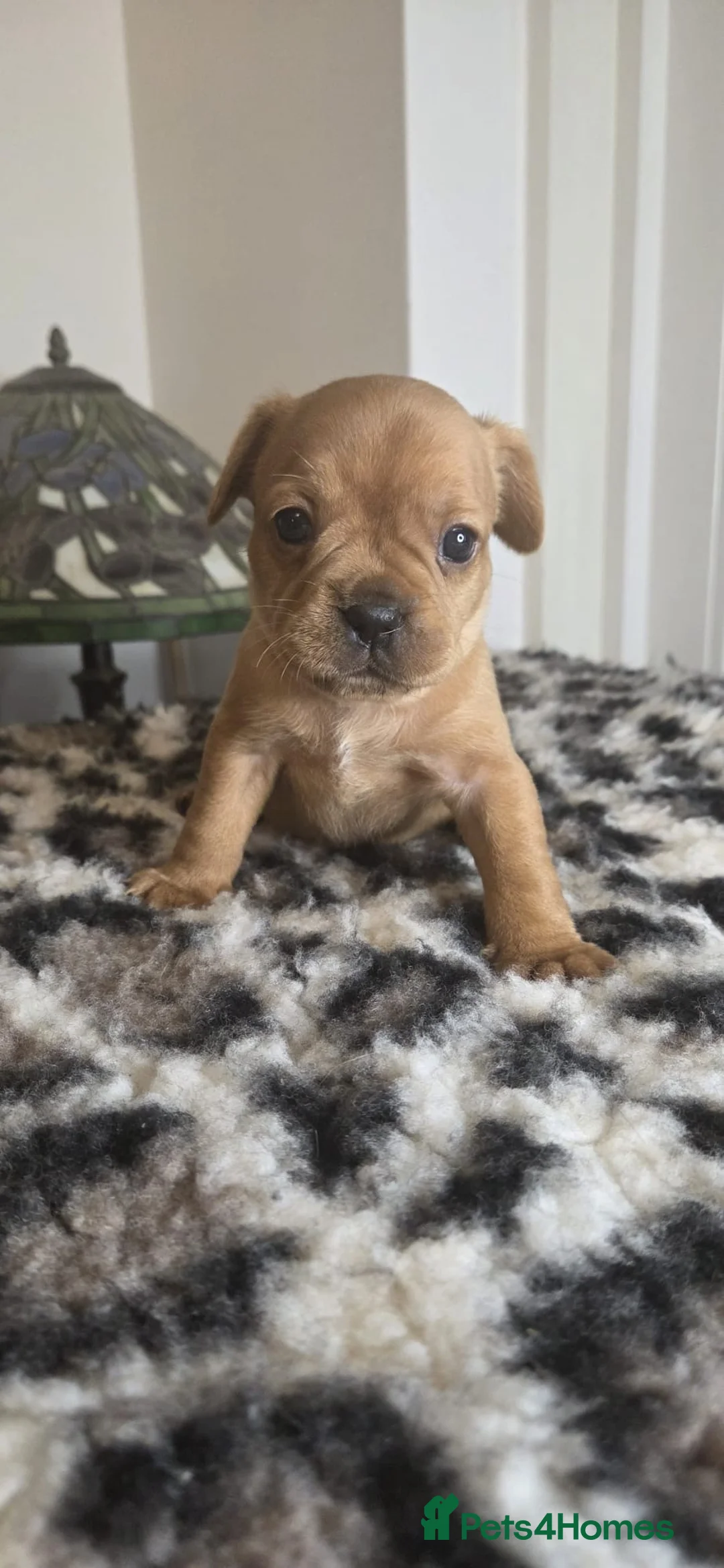 Mixed Breed dogs for sale: frenchel pups READY TO LEAVE - Advert 28