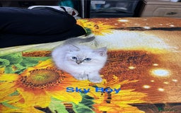 Ragdoll cats for sale: ❗️❤️5 Incredibly Beautiful Ragdoll Kittens❤️🐈  - Image 24