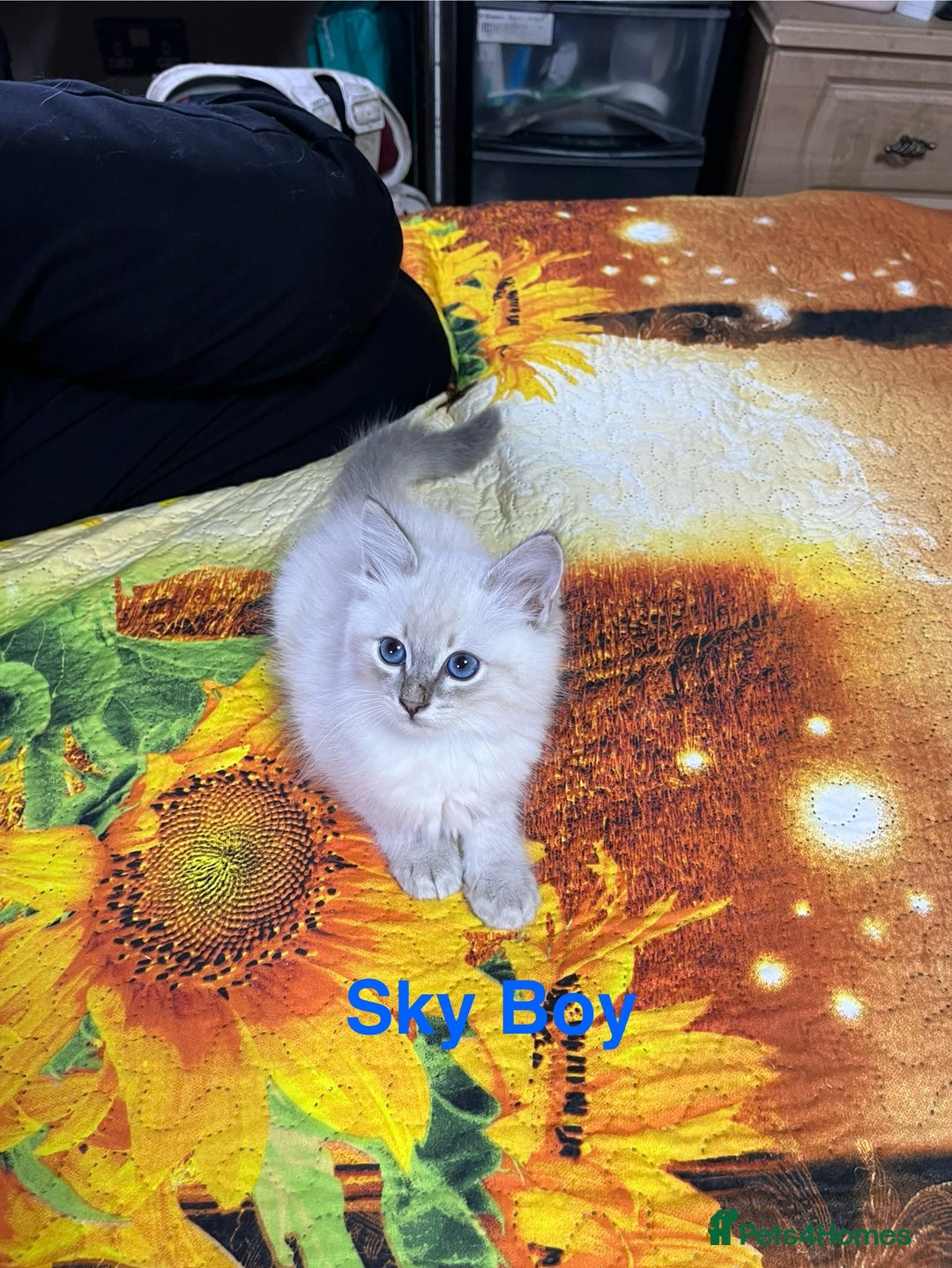 Ragdoll cats for sale: ❗️❤️5 Incredibly Beautiful Ragdoll Kittens❤️🐈  - Image 24