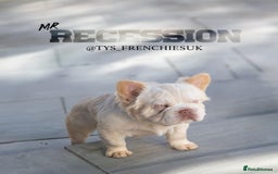 French Bulldog dogs for sale: Litter of KC Registered French bulldog pups.  - Image 23