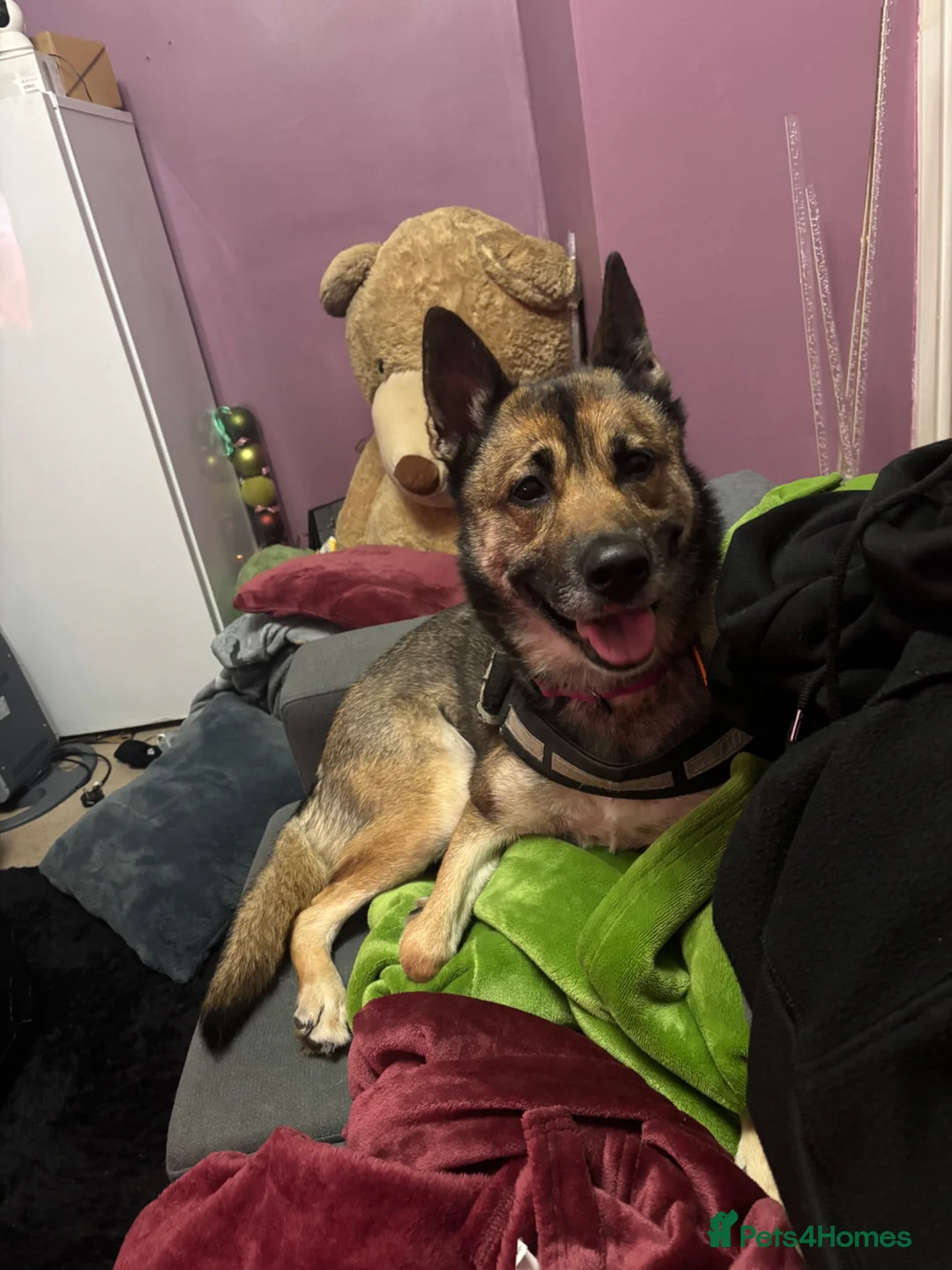 Mixed Breed dogs for sale: rehoming our GSD x belgian malinois (shepinois) in Heckmondwike - Advert 2