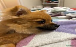 Pomchi dogs for sale: 6 months old pomchi female - Advert 2