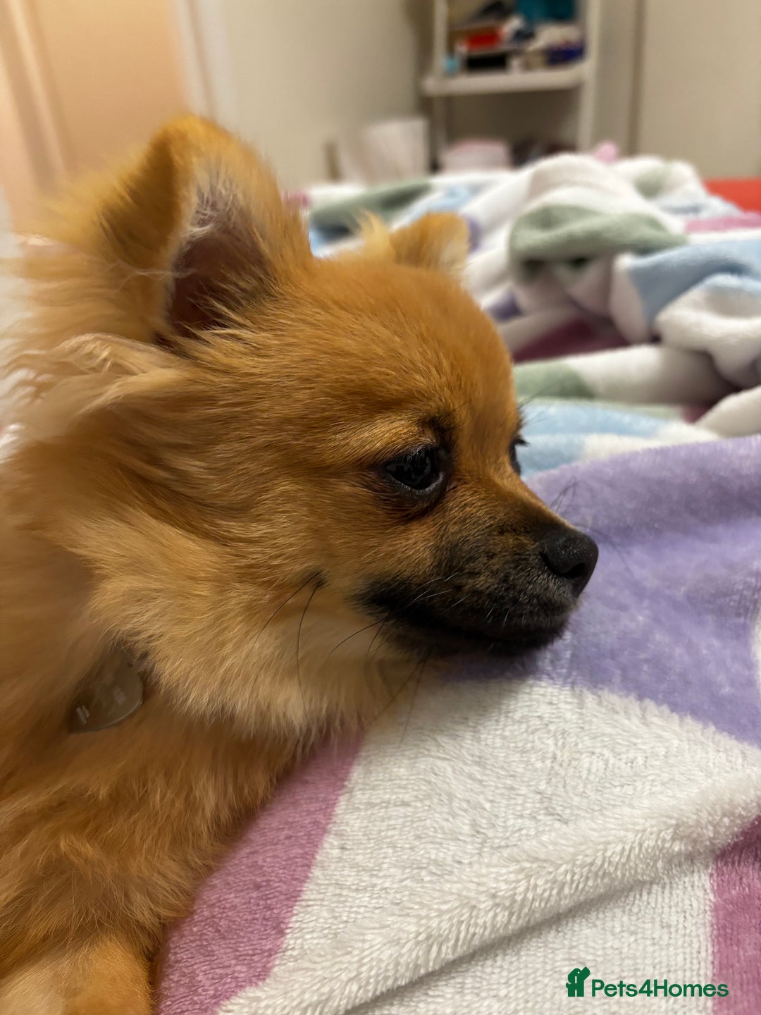 Pomchi dogs for sale: 6 months old pomchi female - Advert 2