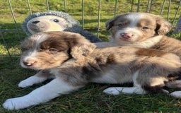 Sprollie dogs for sale: Beautiful Unique Sprollie Puppies - Image 2