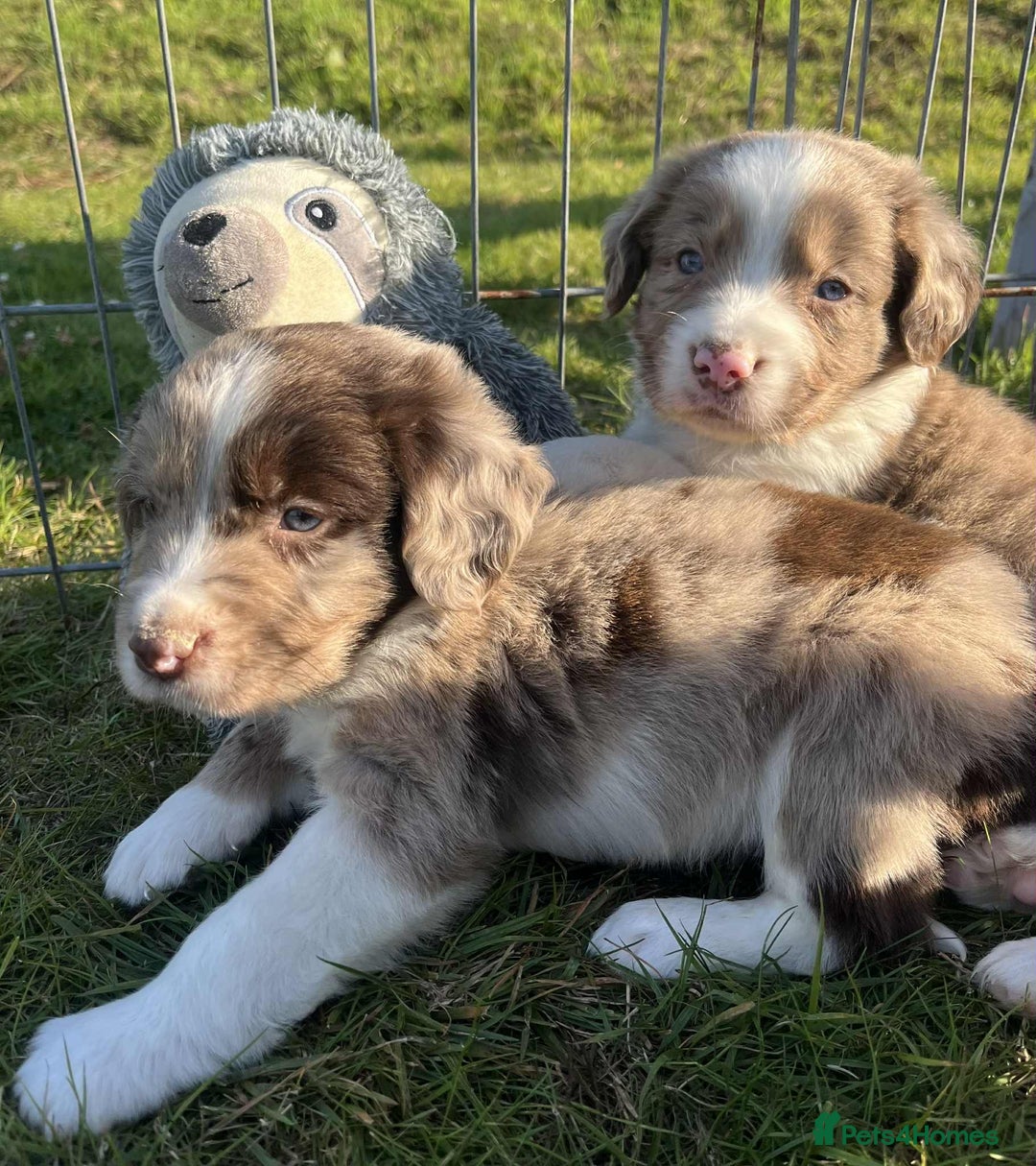 Sprollie dogs for sale: Beautiful Unique Sprollie Puppies - Image 2