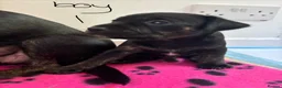 Mixed Breed dogs for sale: Jack Russell Cross Puppies  - Advert 13