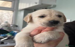 Goldador dogs for sale: 5 males 5 weeks old - Image 3