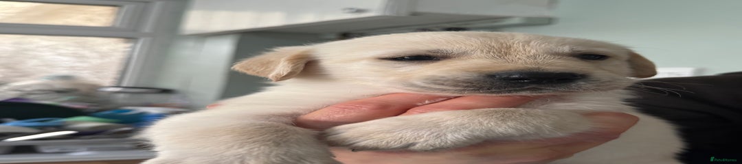 Goldador Puppy 2