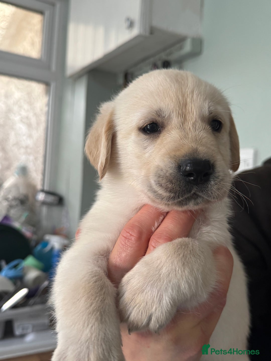 Goldador dogs for sale: 5 males 5 weeks old - Image 3