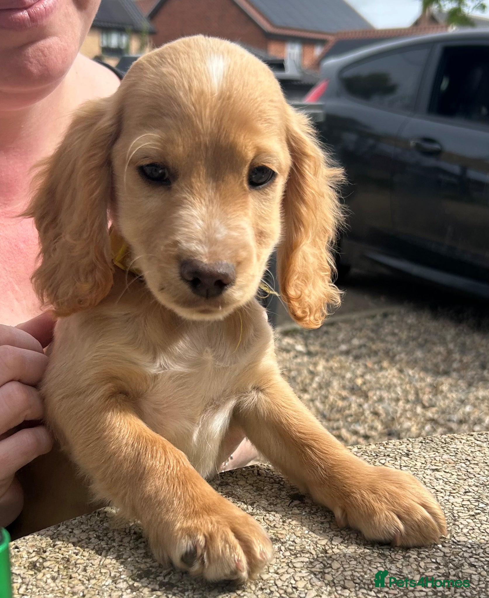 Cockapoo dogs 🌟🐾 boys £700 F1 cockapoo pups, kc parents 🐾🌟 - Advert 1