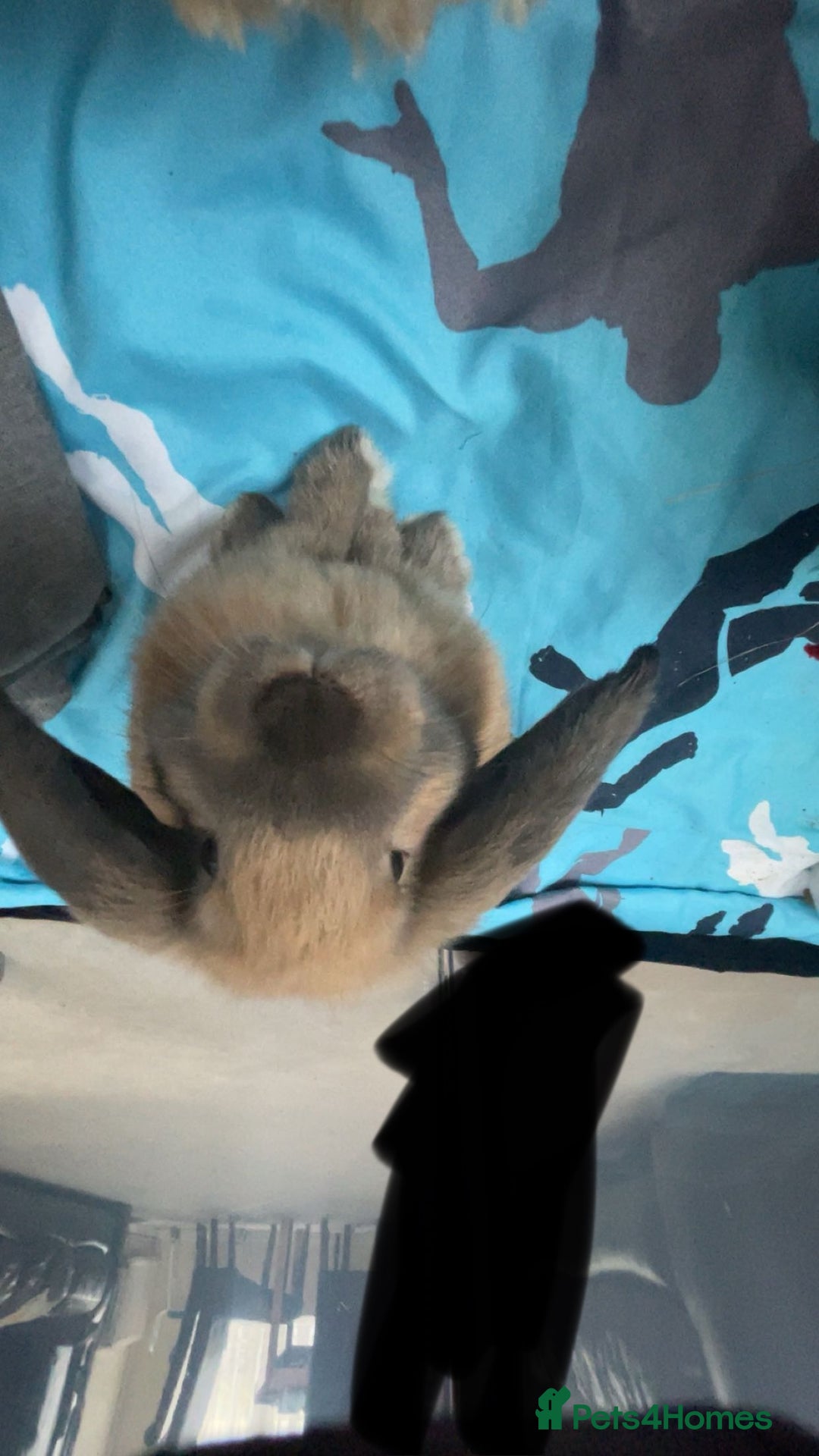 Mini Lop rabbits for sale: Meet Nyllah – Our Sweet Mini Lop Girl  - Advert 6