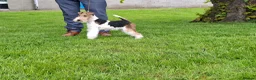 Fox Terrier dogs for sale: Wire fox terrier puppies for sale - Advert 2