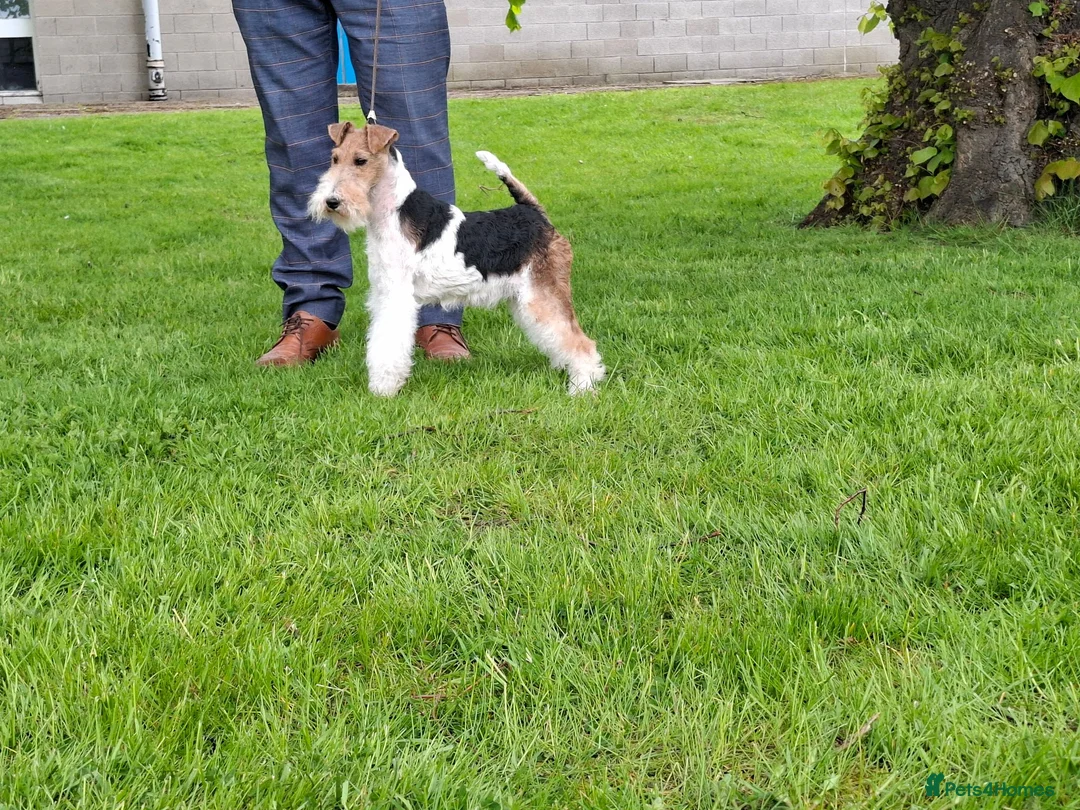 Fox Terrier dogs for sale: Wire fox terrier puppies for sale - Advert 2