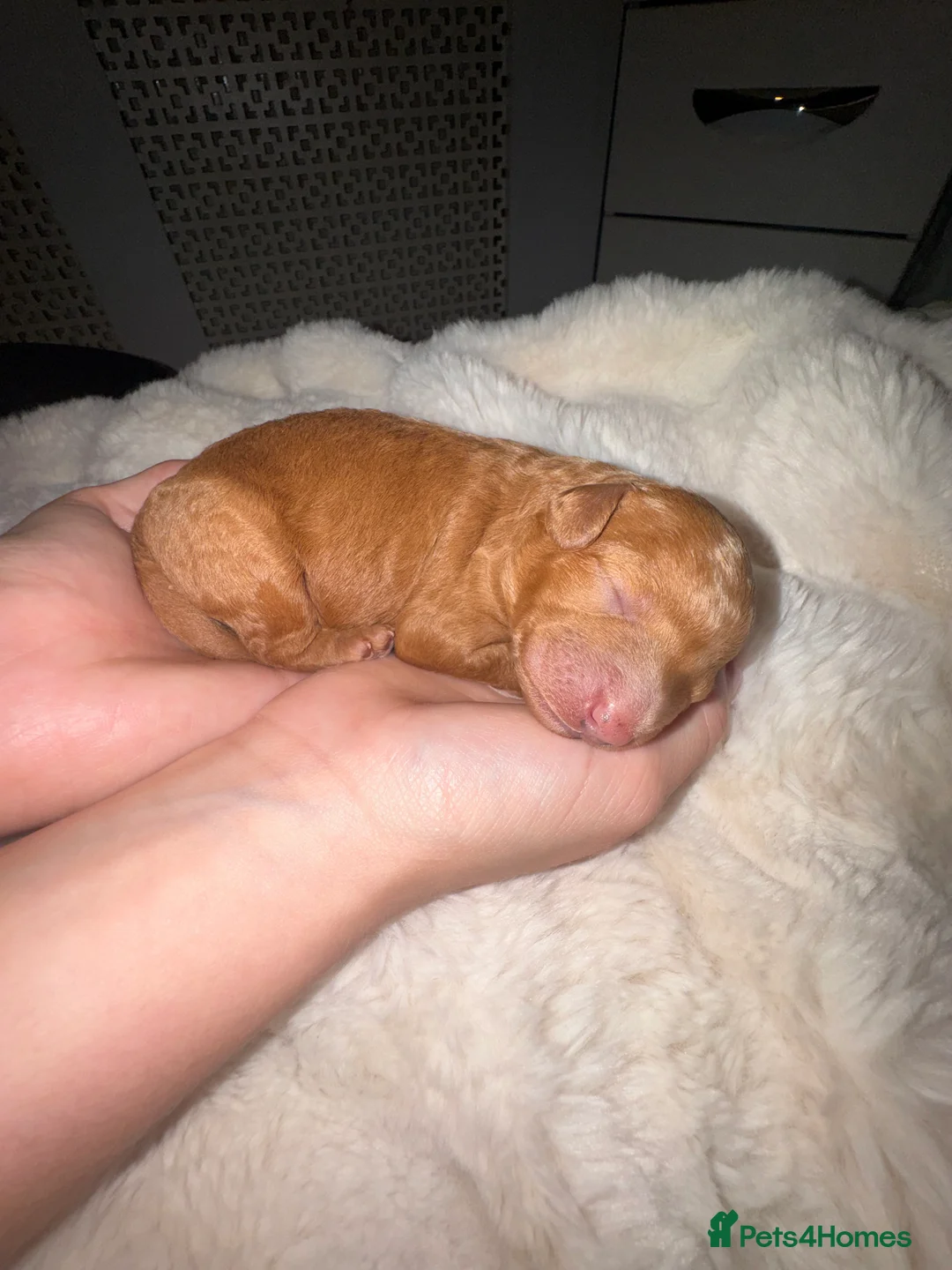 Toy Poodle dogs for sale: Health tested Toy poodle puppies! 😍🔥🤩!!! in Liverpool - Advert 9